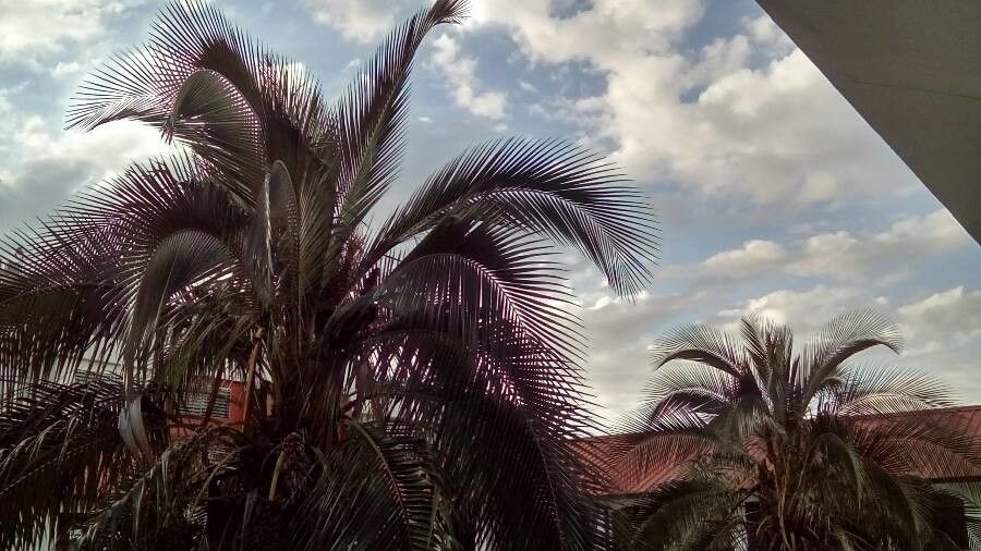 Parajubaea cocoides — search result for 'Arecaceae'