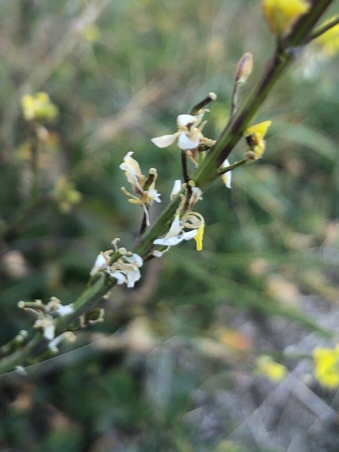 Brassica nigra flower