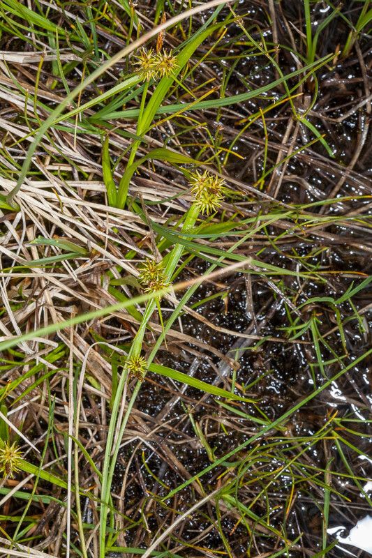 Carex viridula fruit