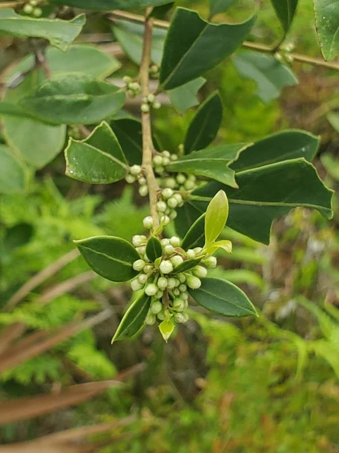 Ilex coriacea fruit