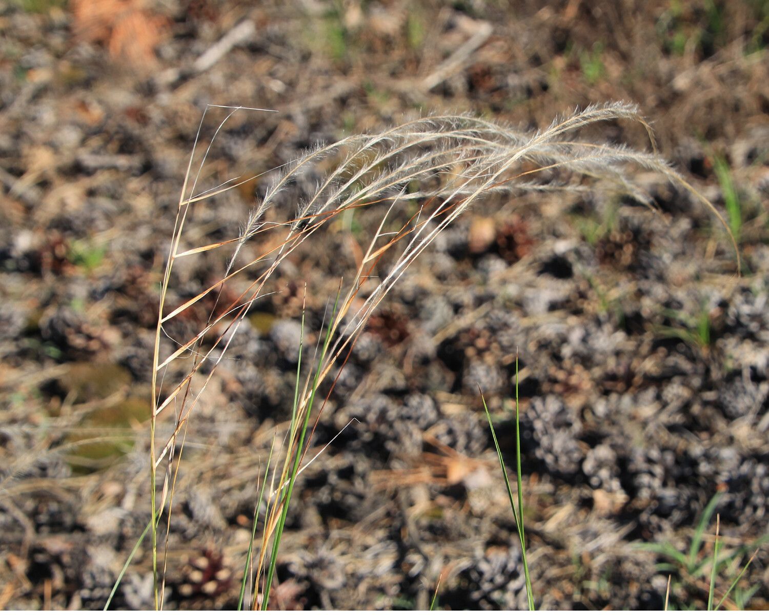 Stipa borysthenica fruit