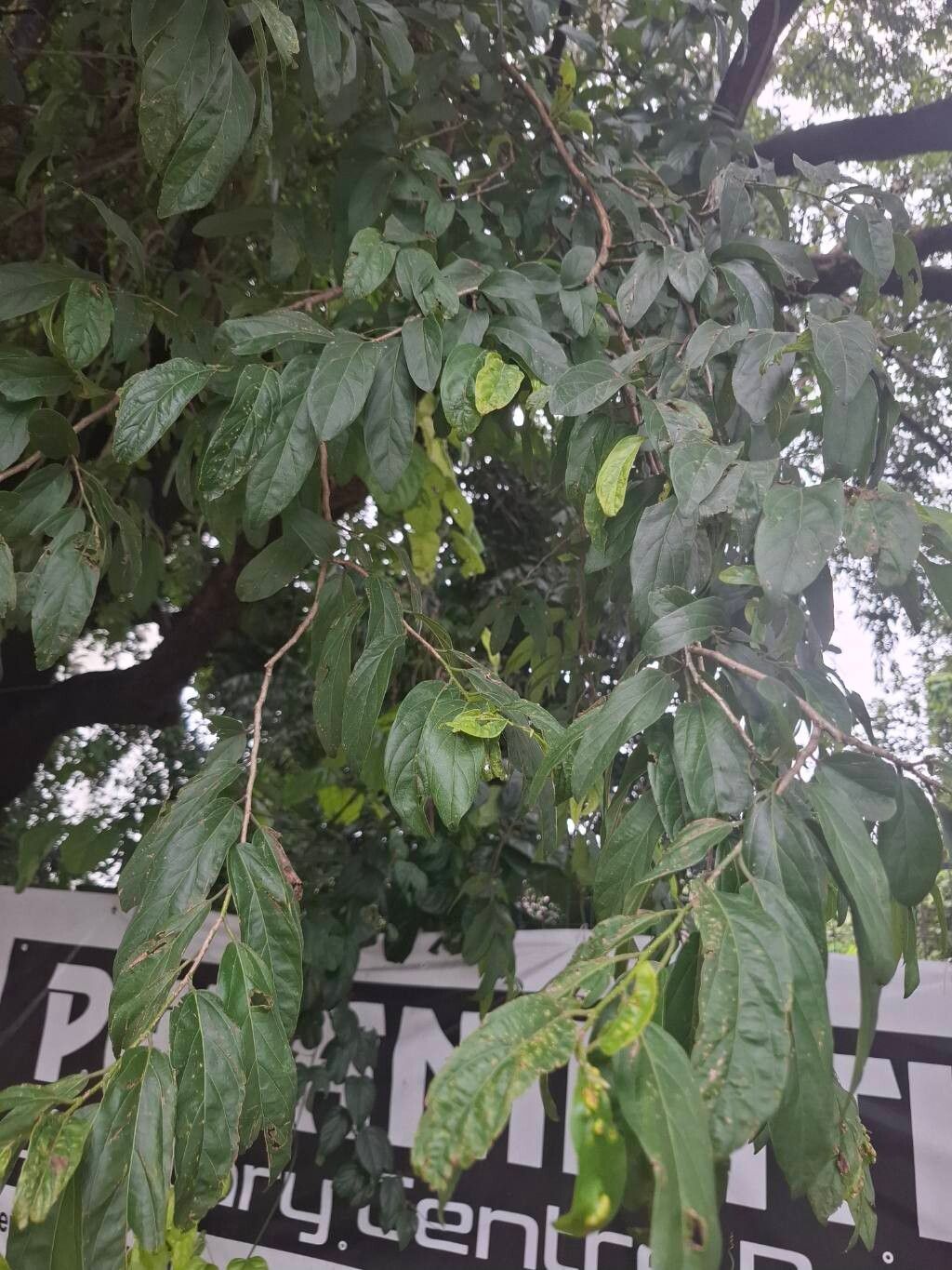 Hydnocarpus pendulus — houseplant care guide