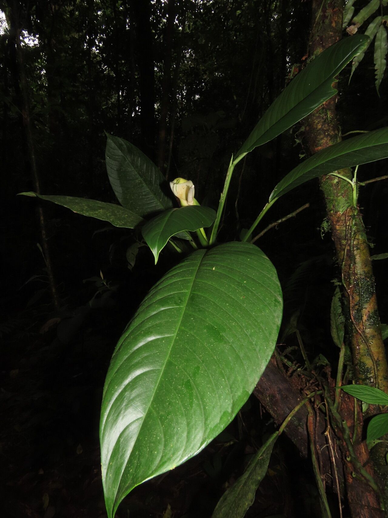 Philodendron rhodoaxis leaf