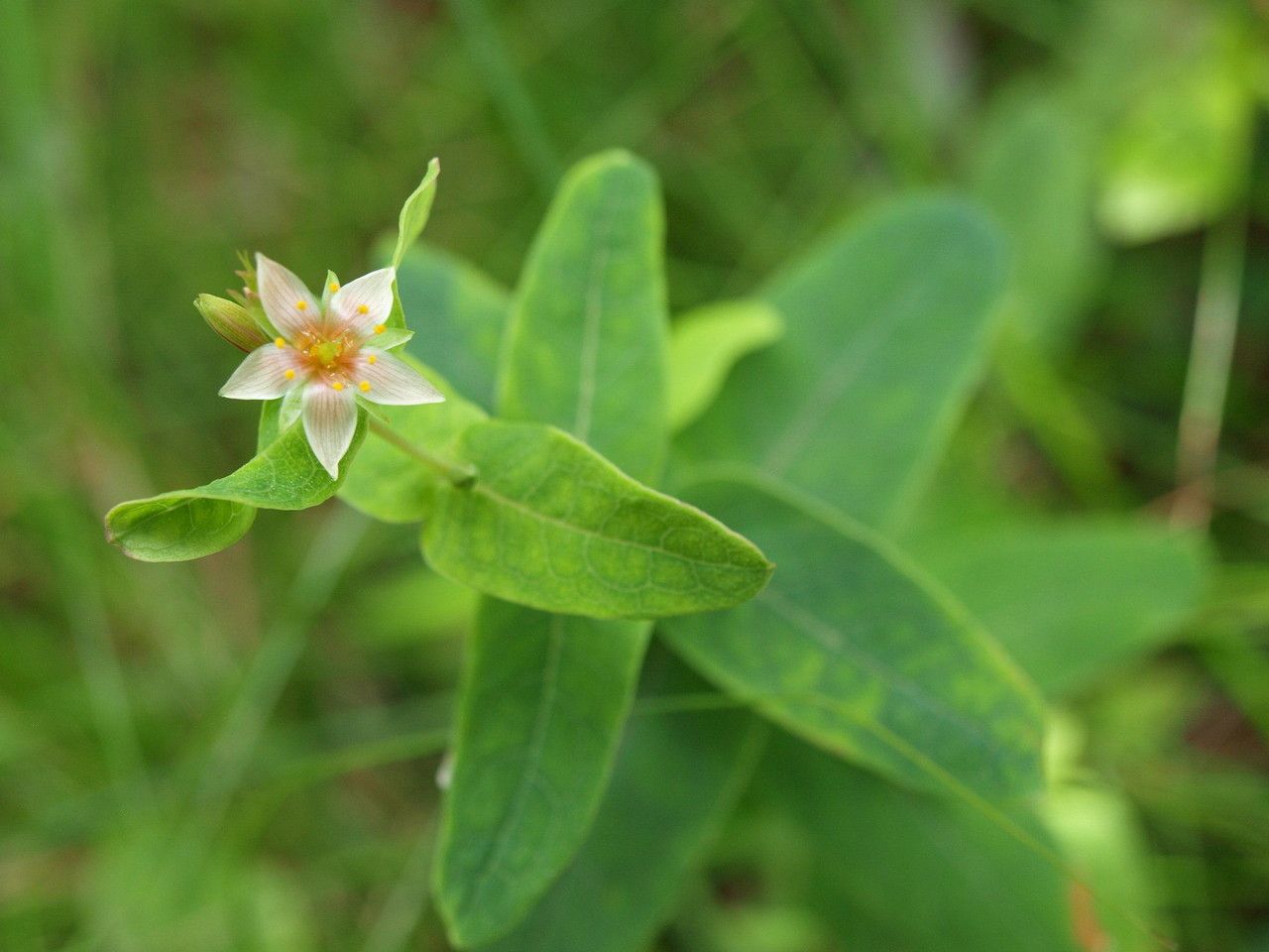 Triadenum virginicum flower