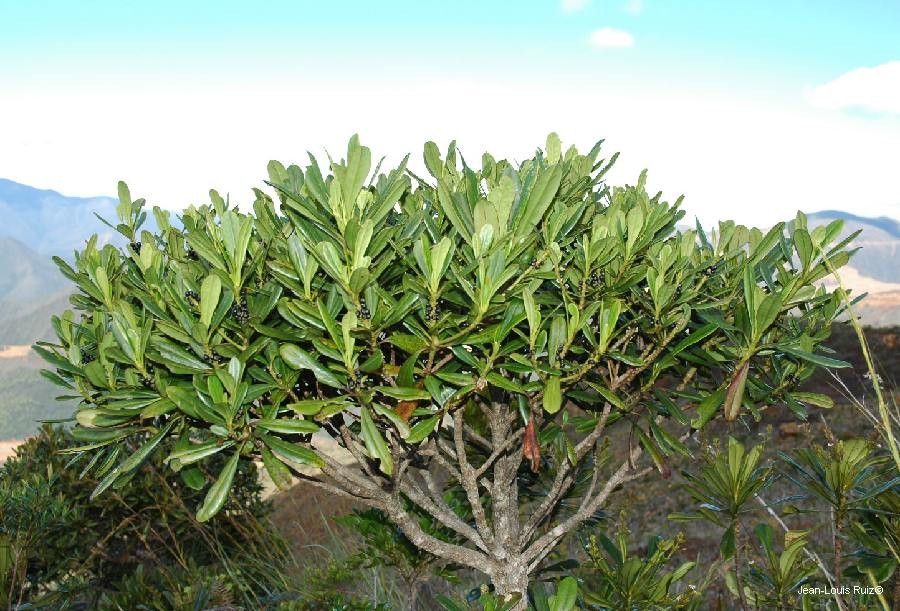Scaevola cylindrica habit
