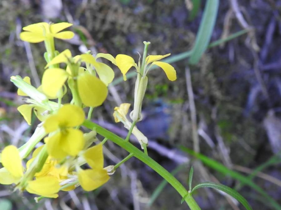 Erysimum pseudorhaeticum flower