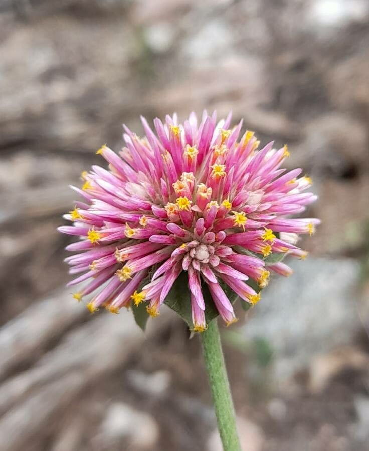 Gomphrena pulchella flower