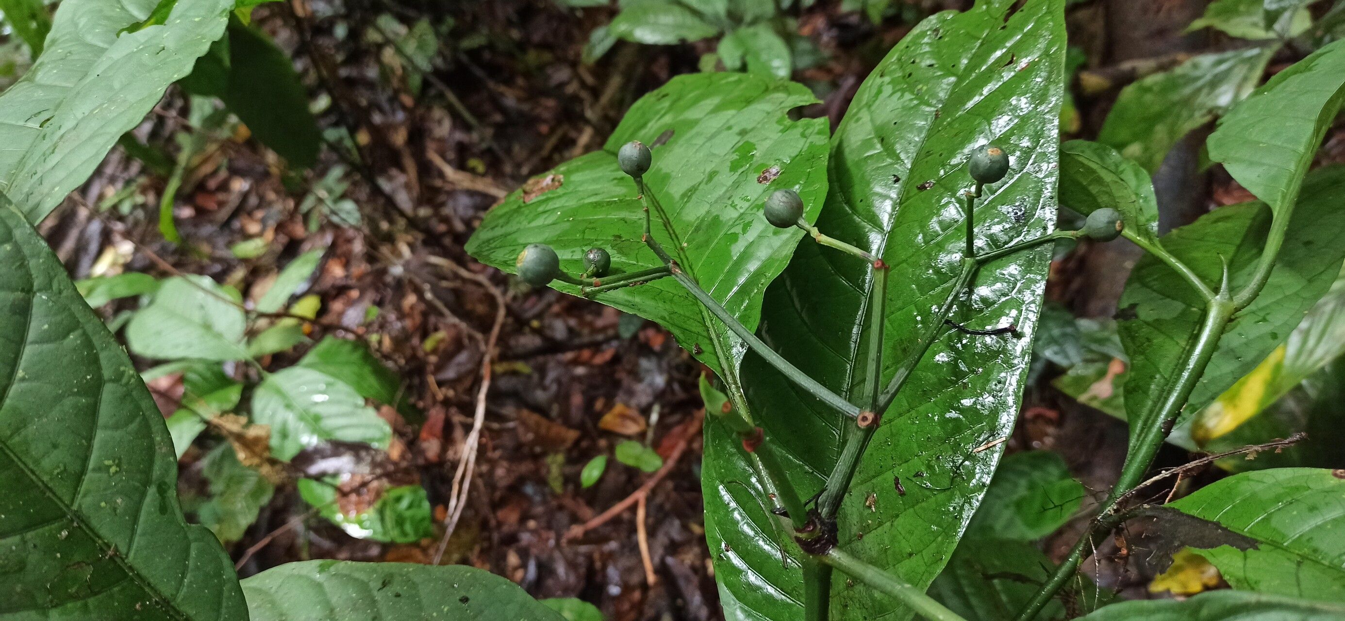 Psychotria ingentifolia fruit