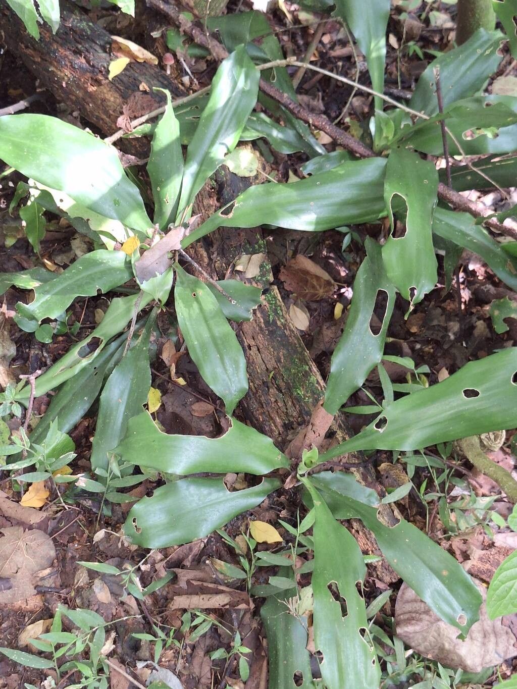 Dracaena afromontana