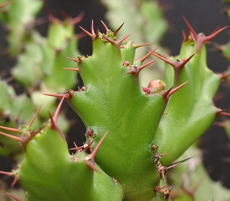 Euphorbia vandermerwei — houseplant care guide