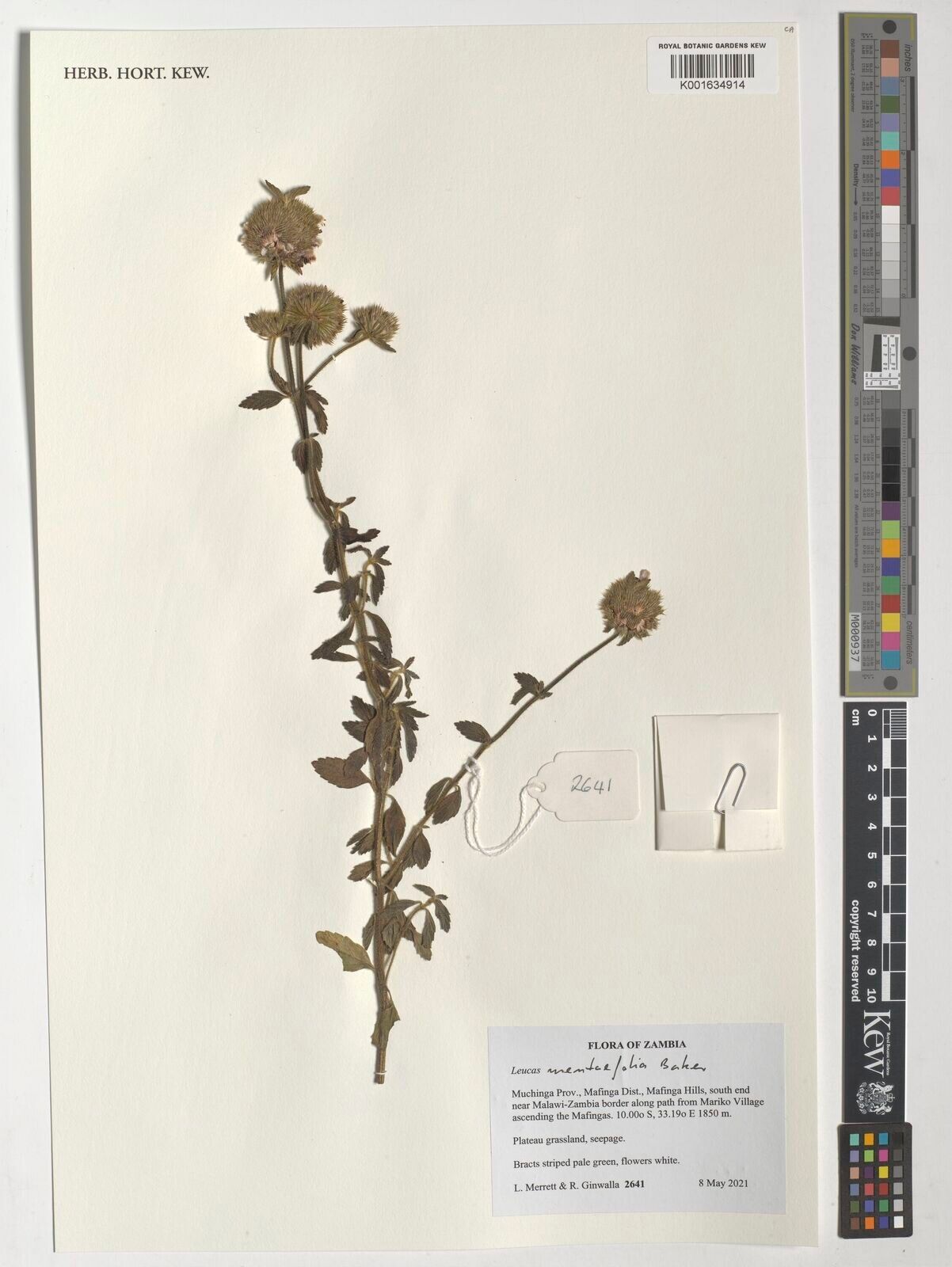 Leucas menthifolia — houseplant care guide