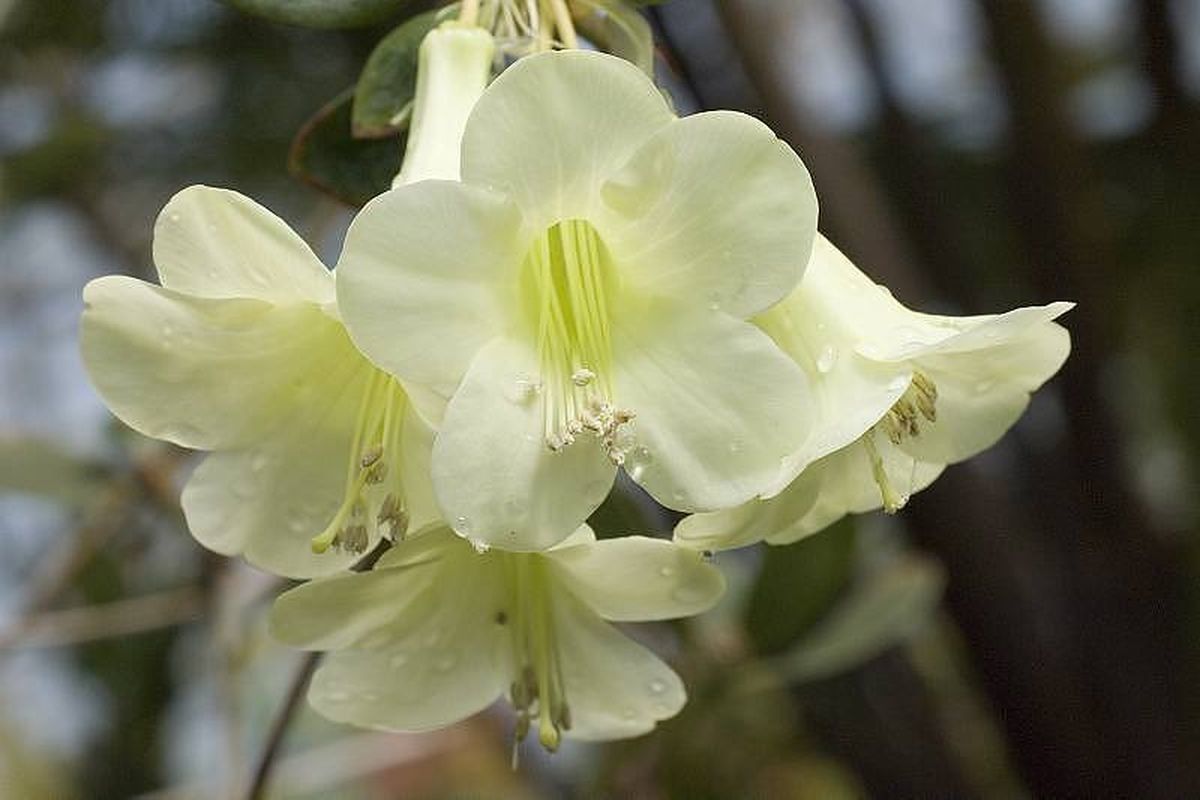 Rhododendron flavoviride — houseplant care guide