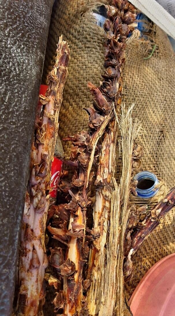 Cistanche phelypaea fruit