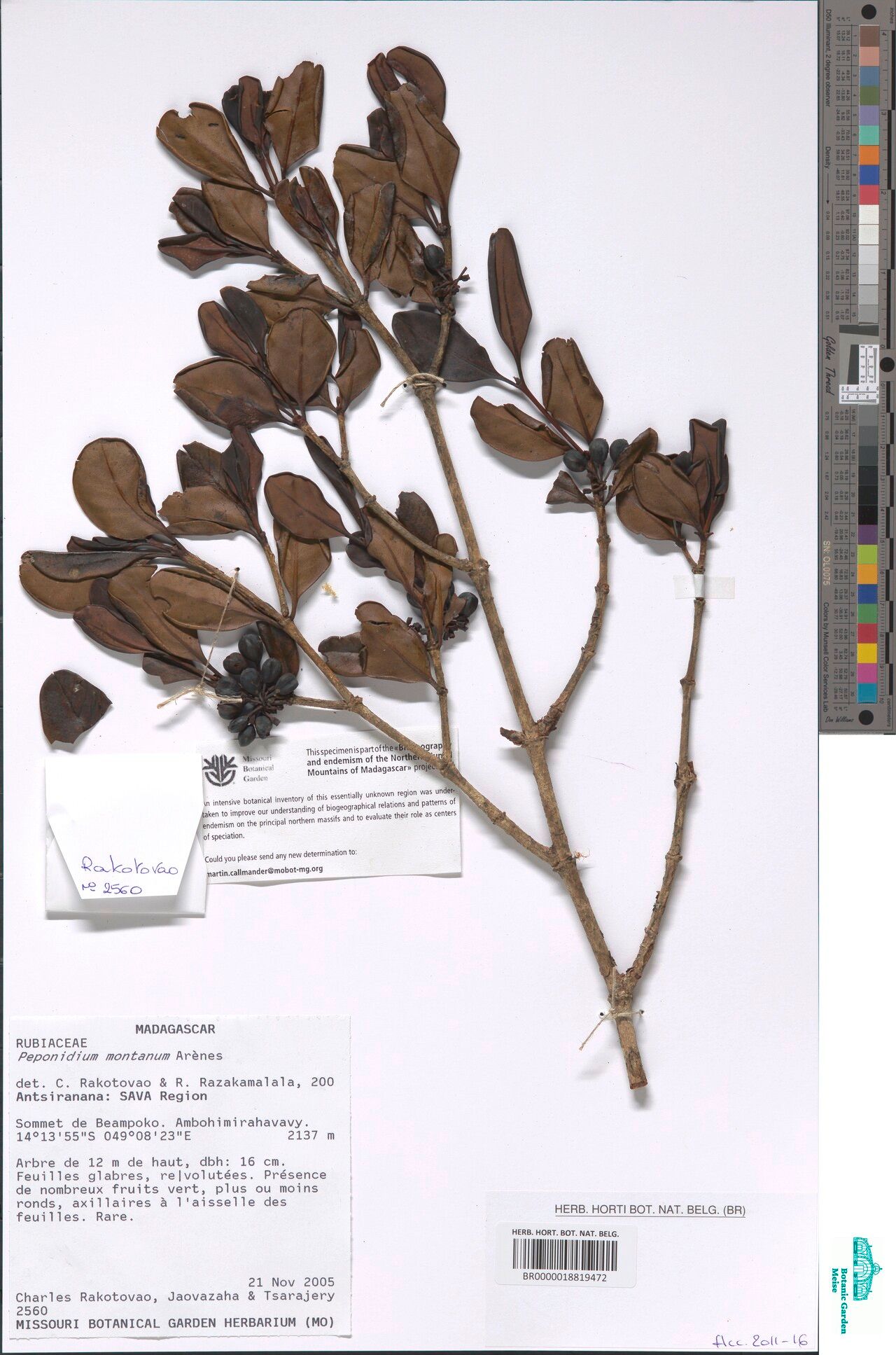 Pyrostria montana — houseplant care guide