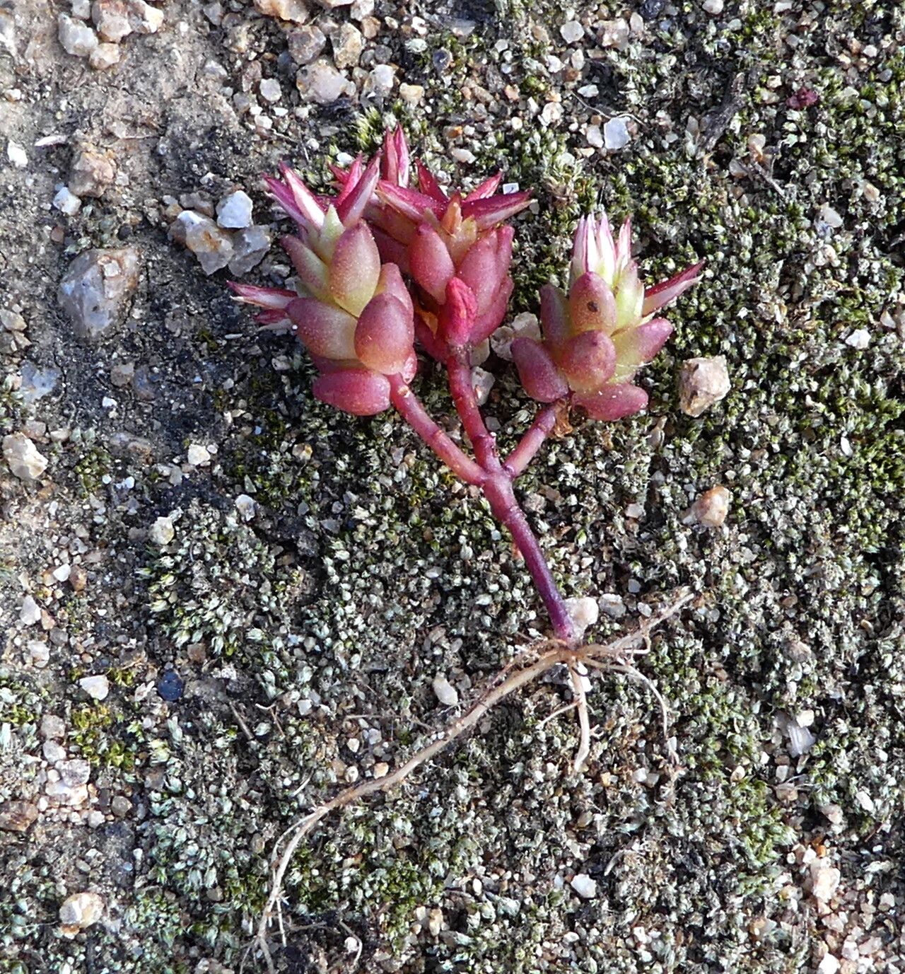 Sedum cespitosum leaf