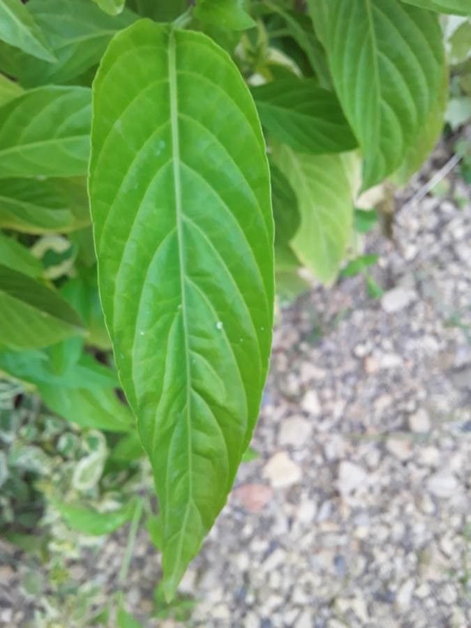 Polygonum sanguinaria — houseplant care guide