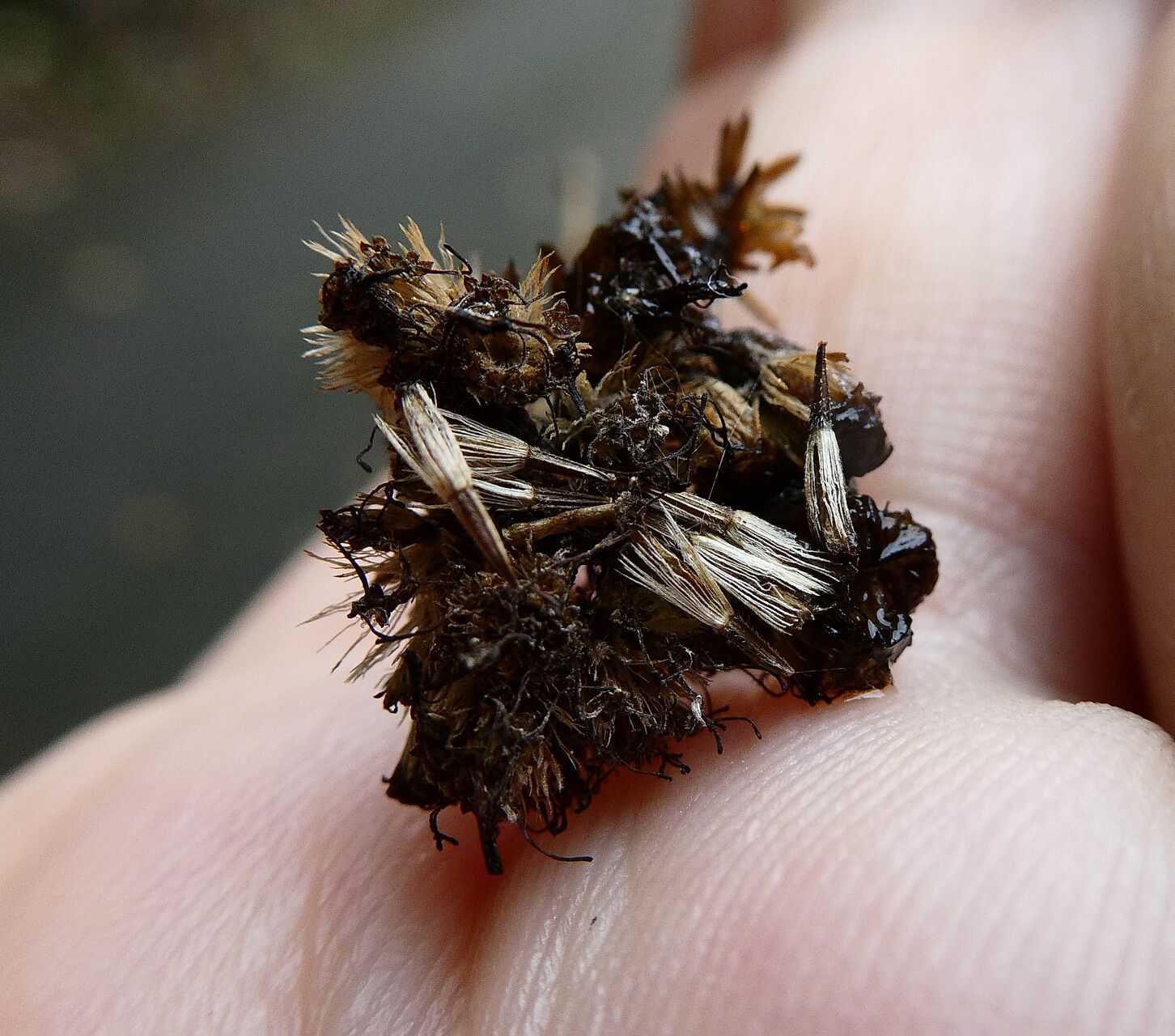 Koanophyllon celtidifolia fruit
