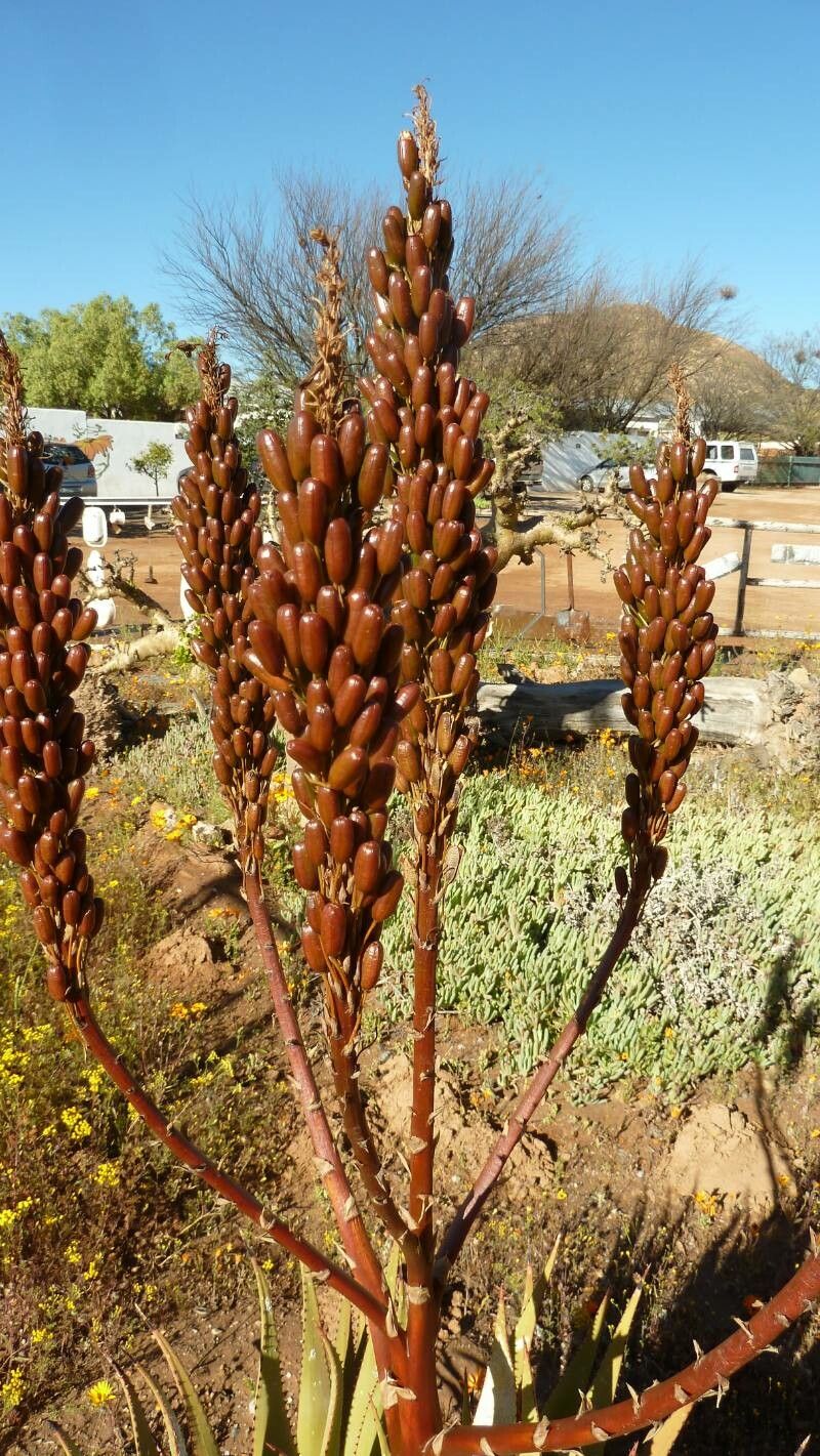 Aloe pluridens fruit