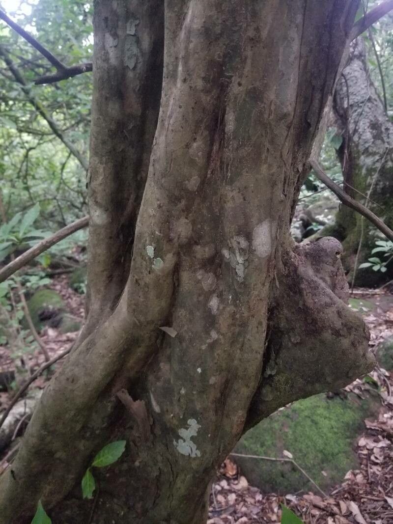 Guettarda deamii bark