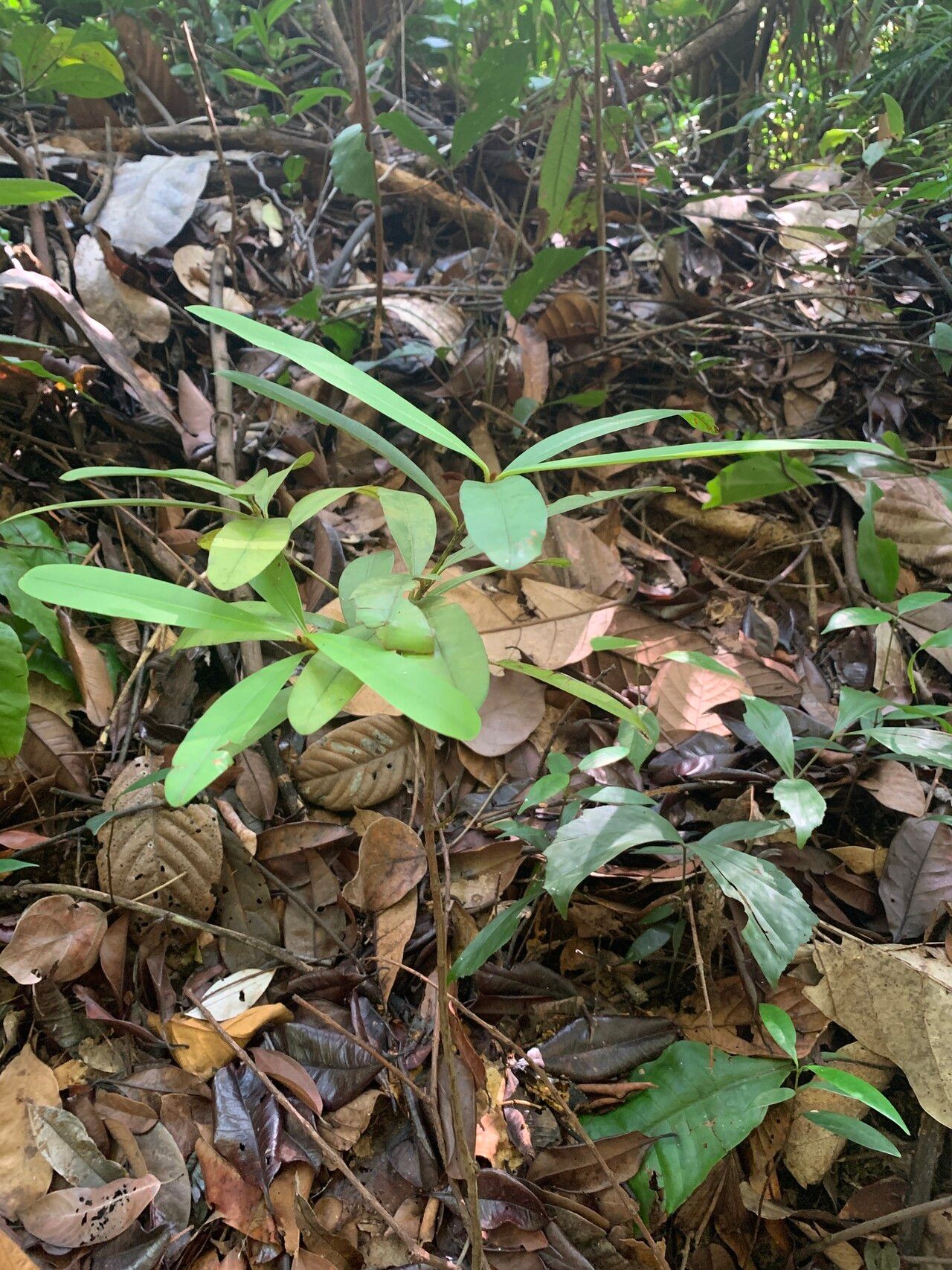 Calophyllum ferrugineum leaf