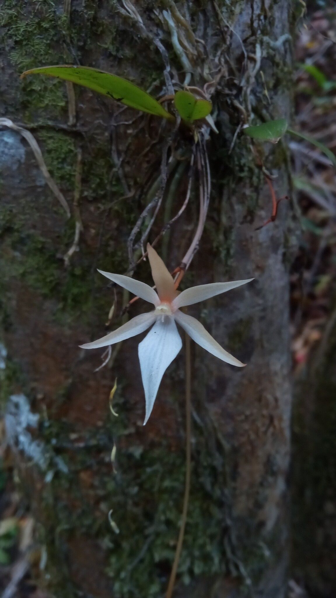 Aerangis fuscata — search result for 'Aerangis'