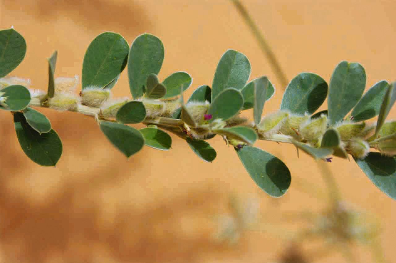 Tephrosia obcordata fruit