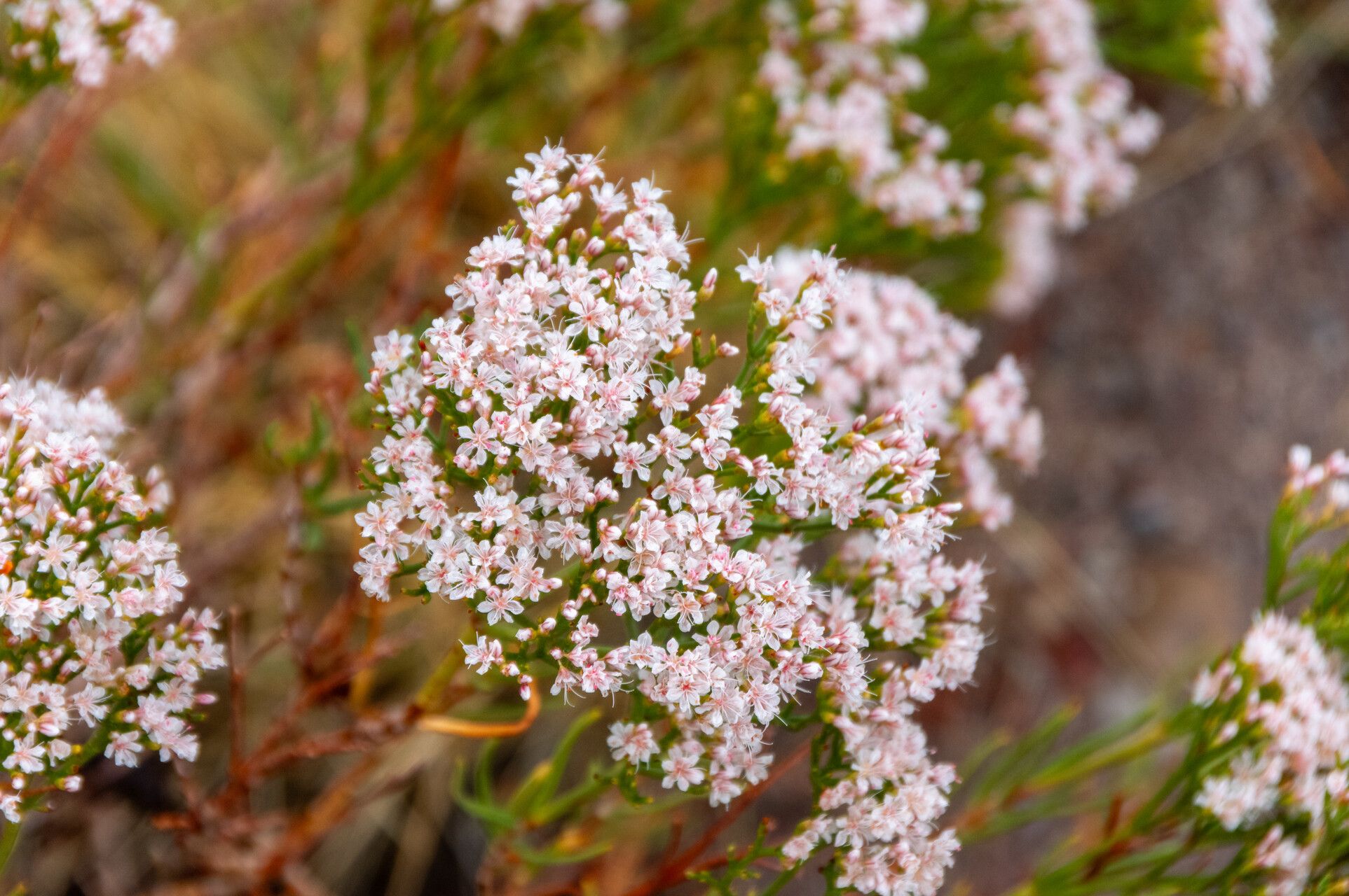 Eriogonum leptophyllum — search result for 'Eriogonum'