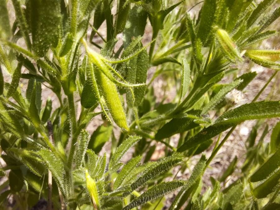 Ononis viscosa fruit