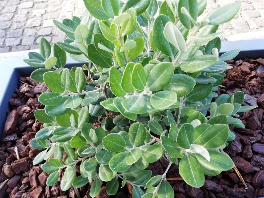 Buxus arborea