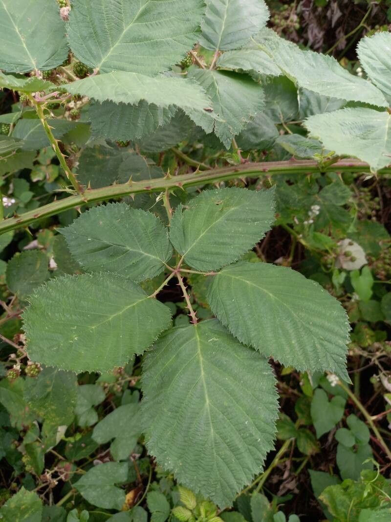 Rubus armeniacus — search result for 'Iran'