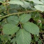 Rubus armeniacus