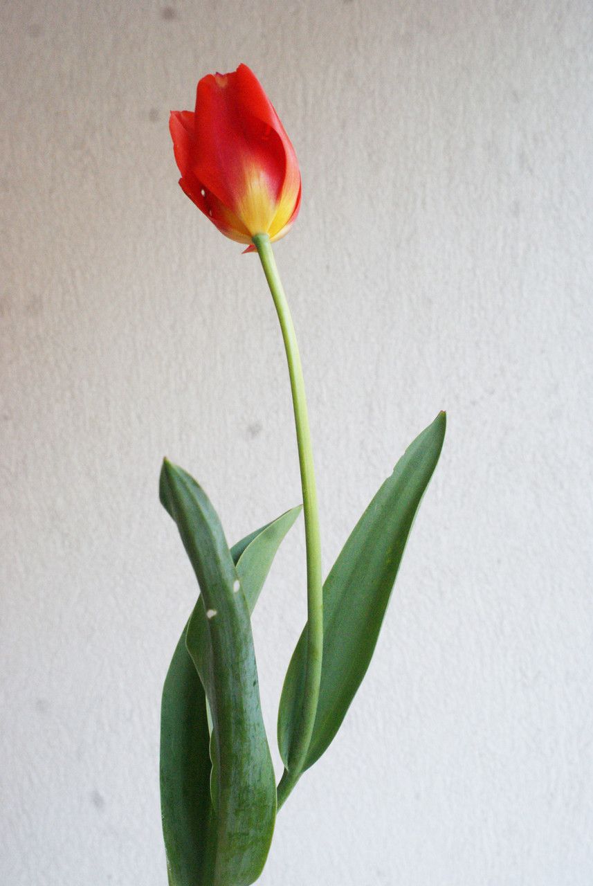 Tulipa mauriana habit