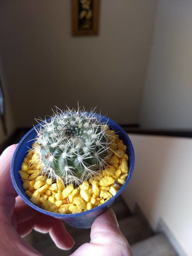 Frailea schilinzkyana — houseplant care guide