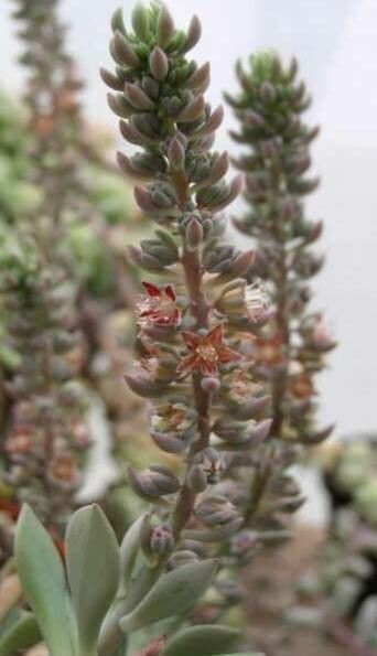 Thompsonella mixtecana flower