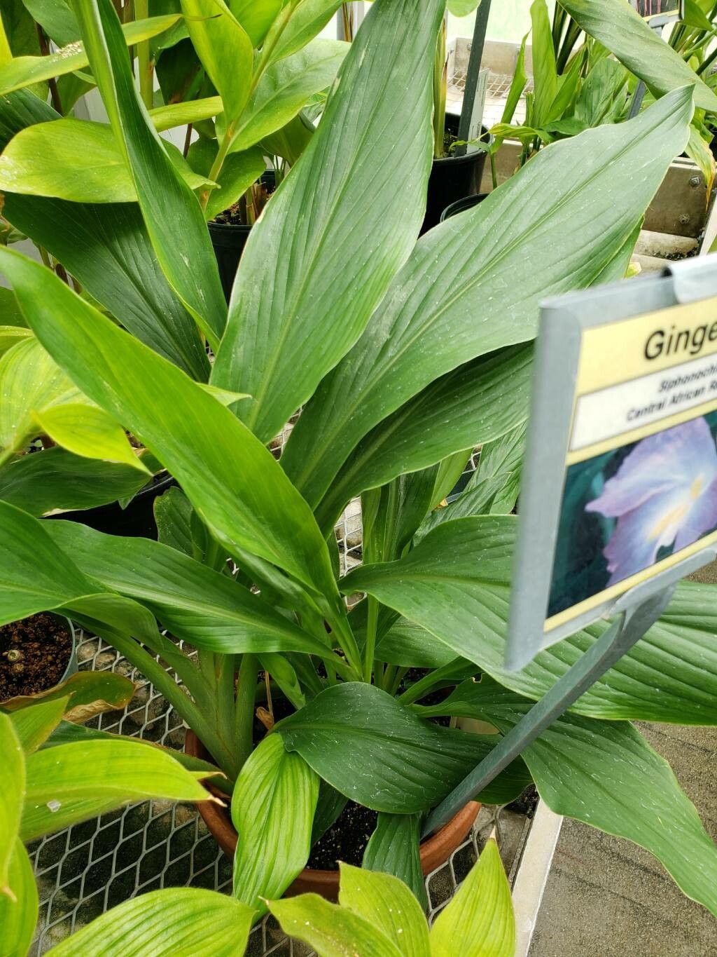 Siphonochilus kirkii habit