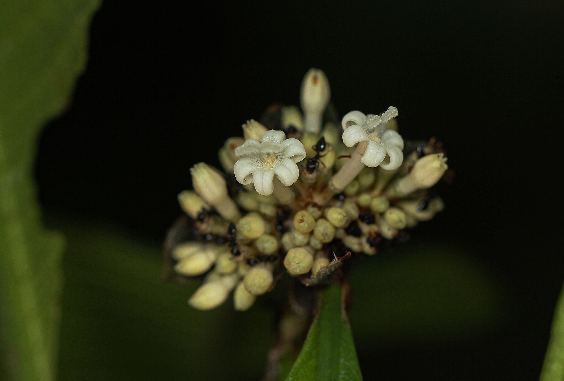 Psychotria ceratoloba flower