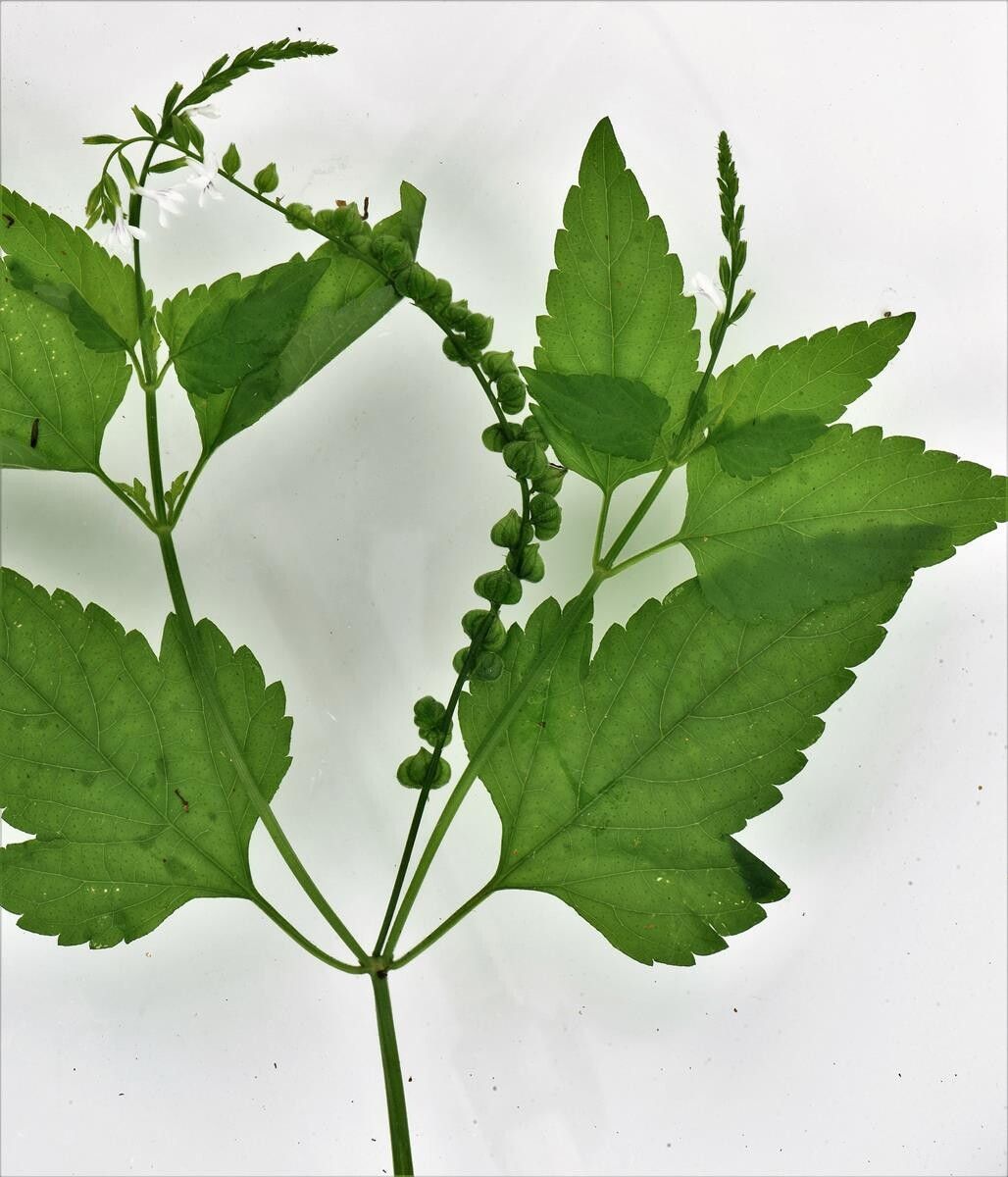 Priva flabelliformis — related species from the same genus