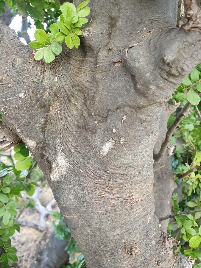 Haplocoelum foliolosum bark