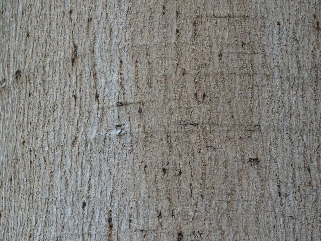 Jacaratia spinosa bark