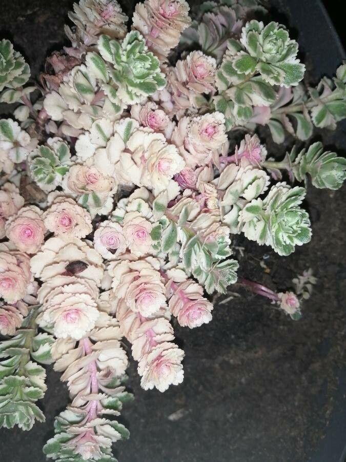 Phedimus kamtschaticus — related species from the same genus