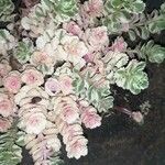 Phedimus kamtschaticus