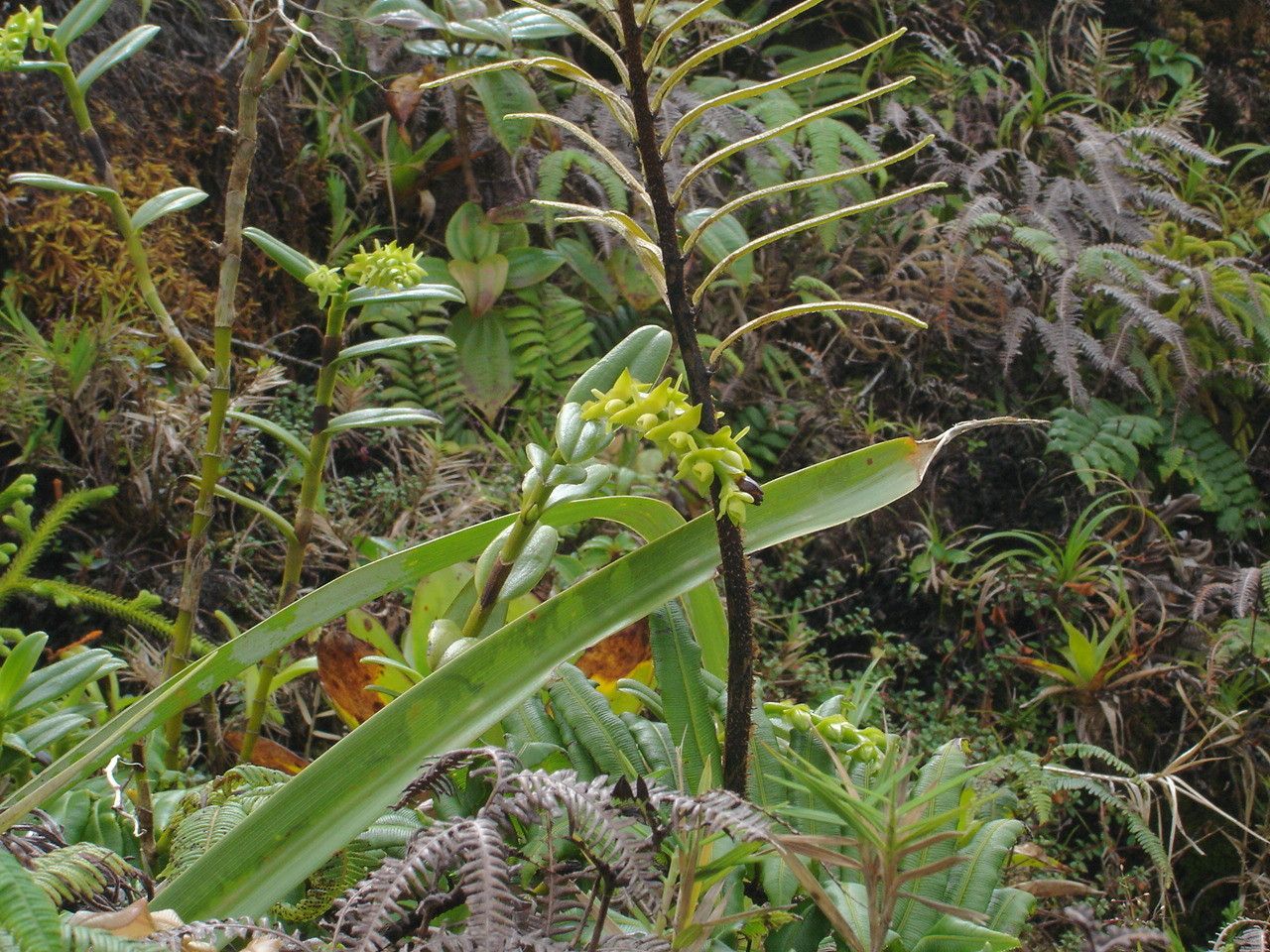 Epidendrum dendrobioides — search result for 'Epidendrum'