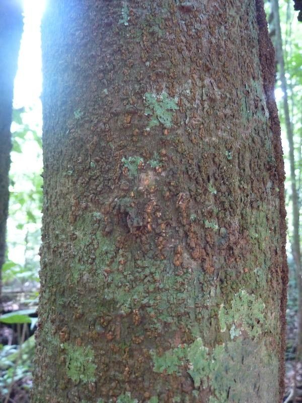Tapirira obtusa bark