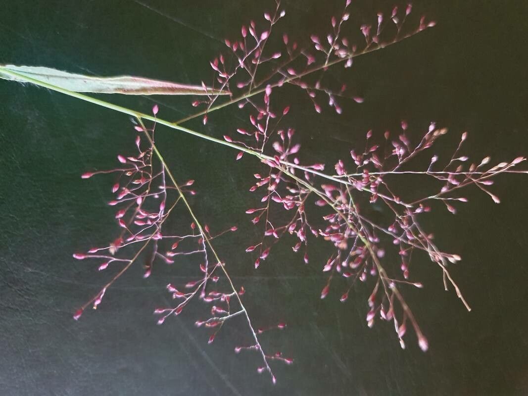 Panicum atrosanguineum flower