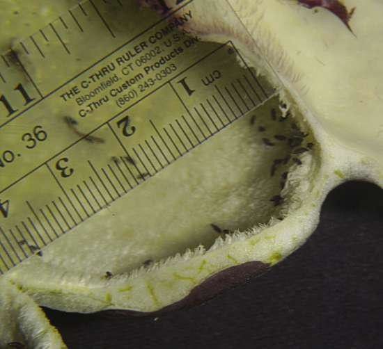 Aristolochia gorgona — search result for 'Aristolochiaceae'