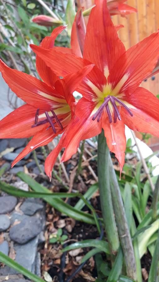 Hippeastrum puniceum bark