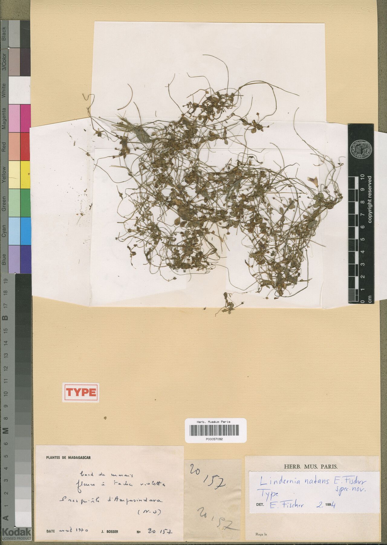 Lindernia natans — houseplant care guide