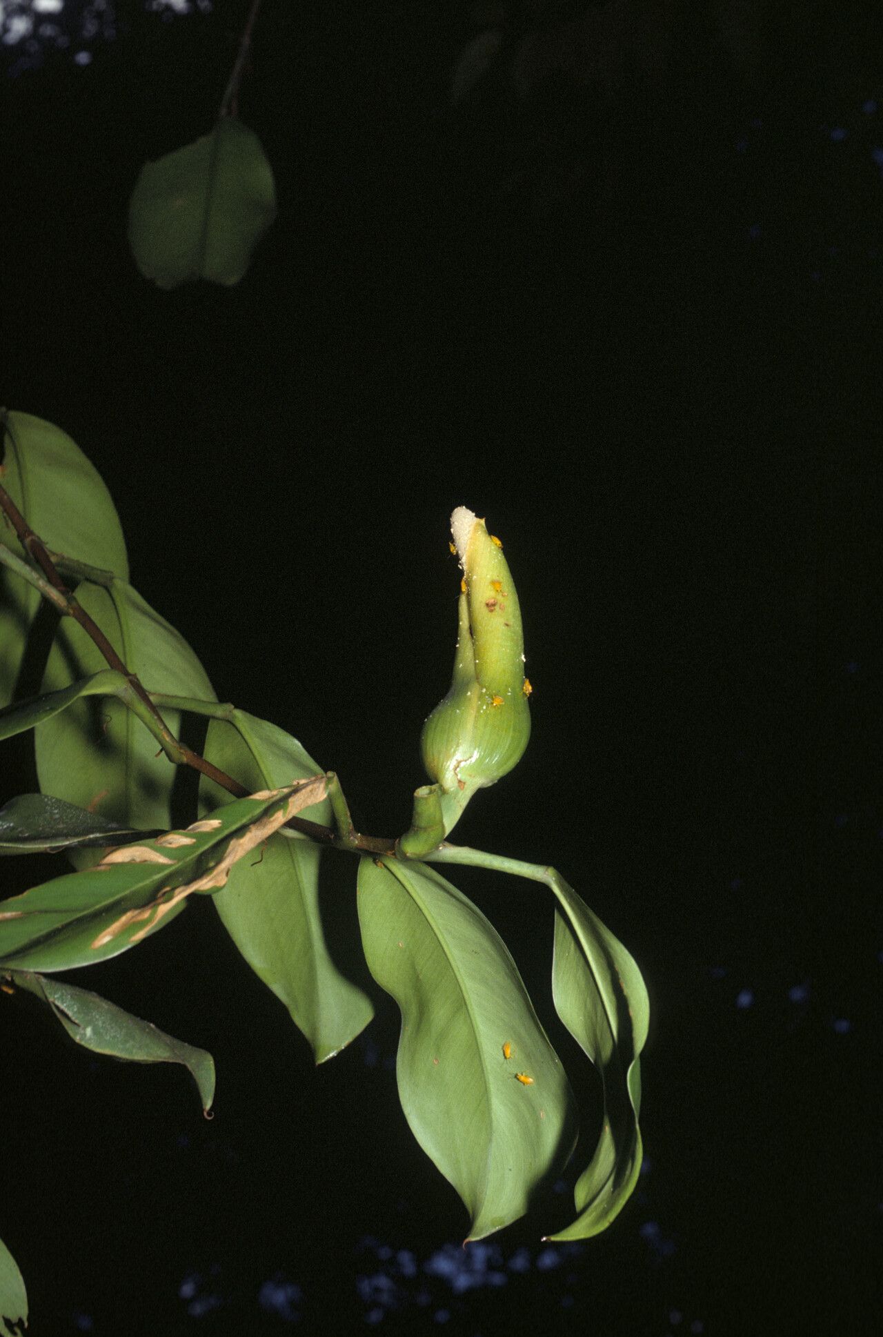 Philodendron rudgeanum fruit