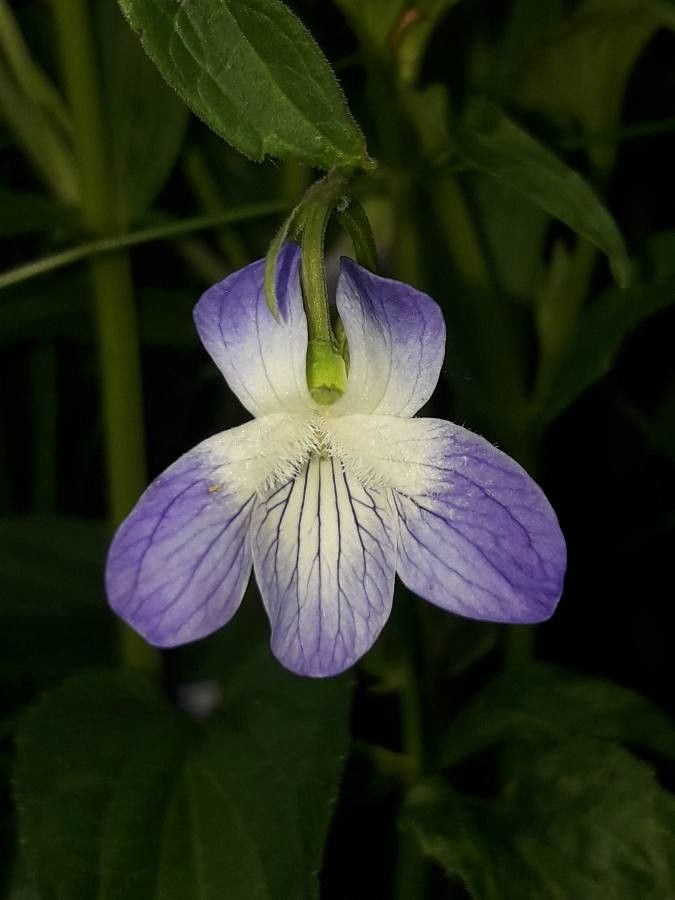 Viola elatior flower