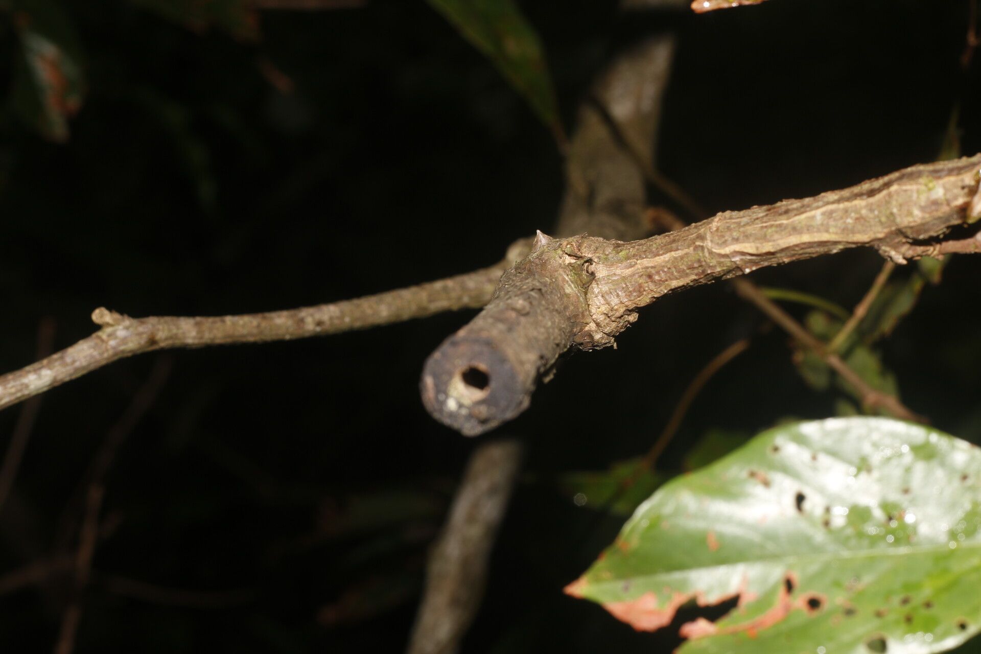 Machaerium floribundum bark